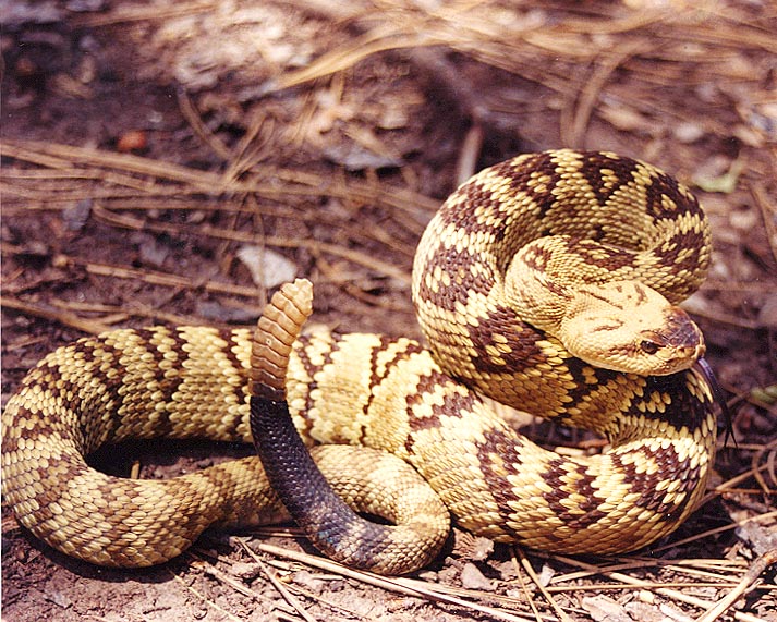 Northern Blacktailed Rattlesnake