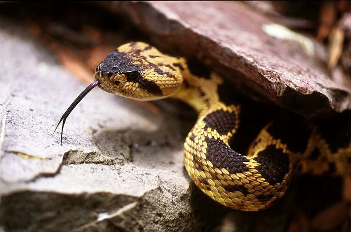 Northern Blacktailed Rattlesnake Head