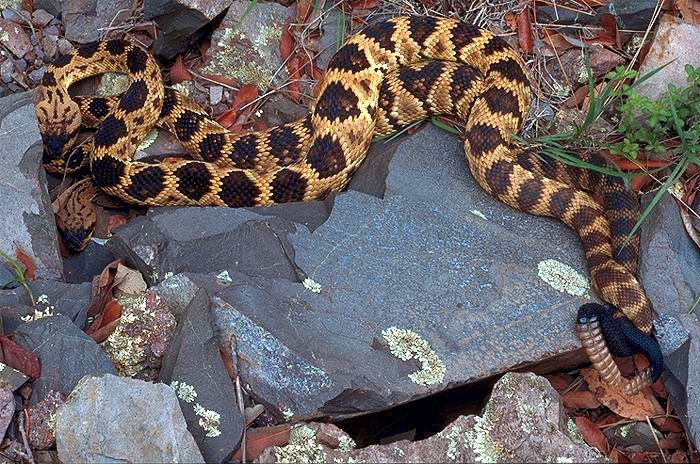 Two Northern Blacktailed Rattlesnakes