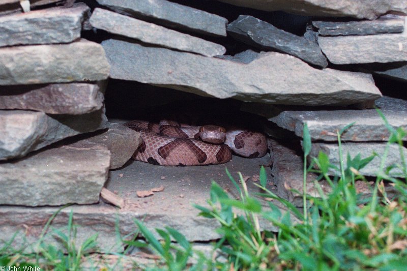 Northern Copperhead