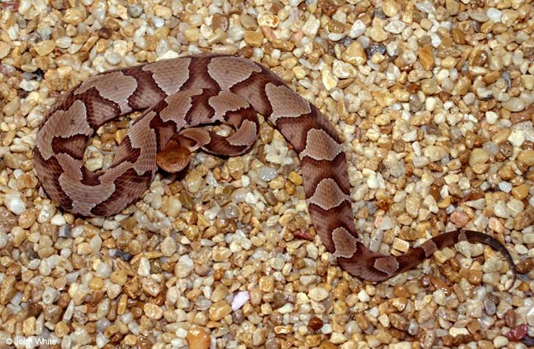 northern_copperhead2.jpg