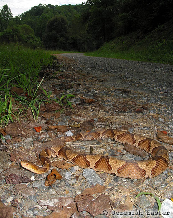 Northern Copperhead