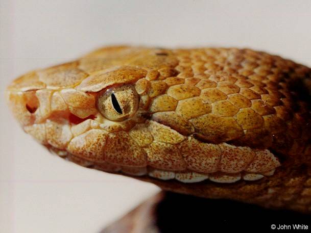 Northern Copperhead Head Closeup