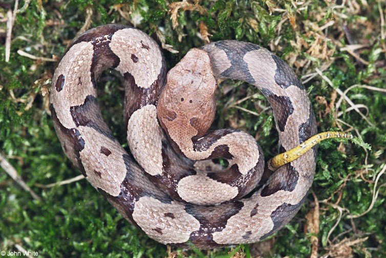 Northern Copperhead Neonate