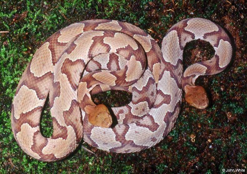 Copperhead