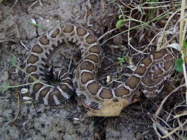 Northern Pacific Rattlesnake