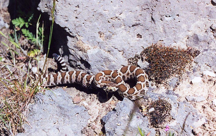 Northern Pacific Rattlesnake