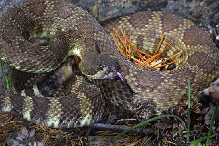 Northern Pacific Rattlesnake