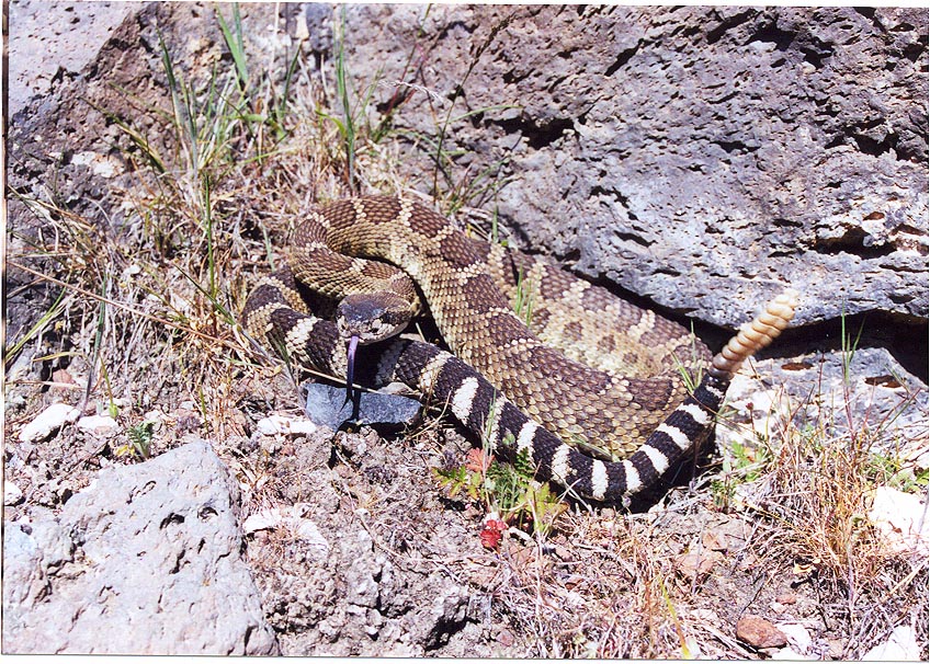 northern pacific rattlesnake