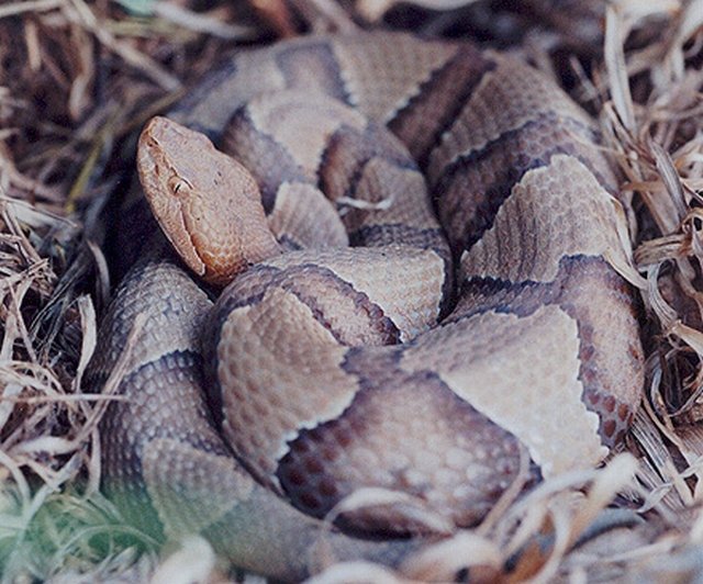 Osage Copperhead