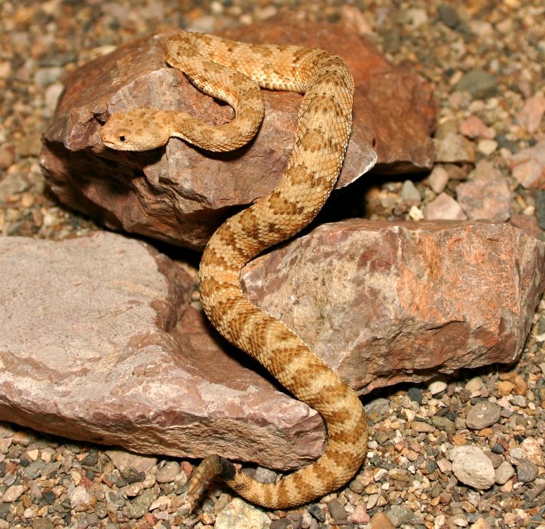 Panamint Speckled Rattlesnake