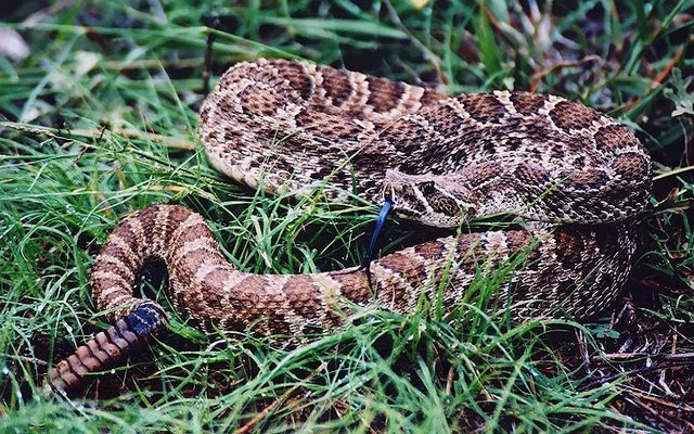 Prairie Rattlesnake