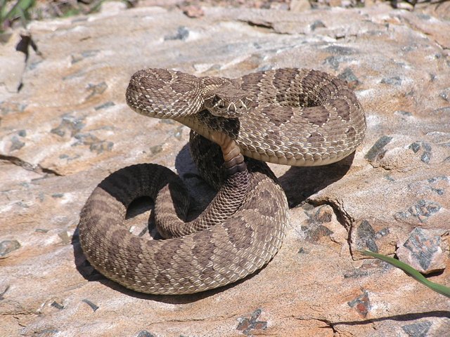 Prairie Rattlesnake