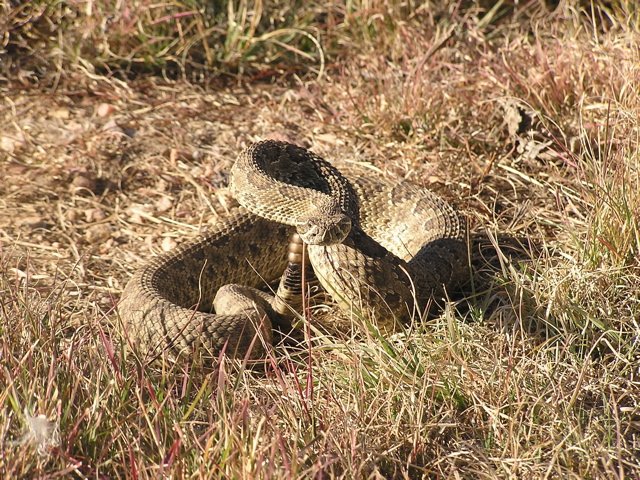 Prairie Rattlesnake