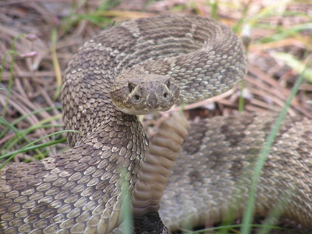 Prairie Rattlesnake