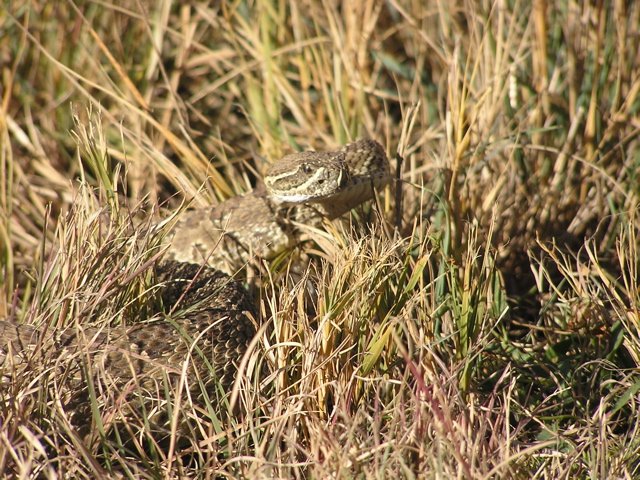 Prairie Rattlesnake