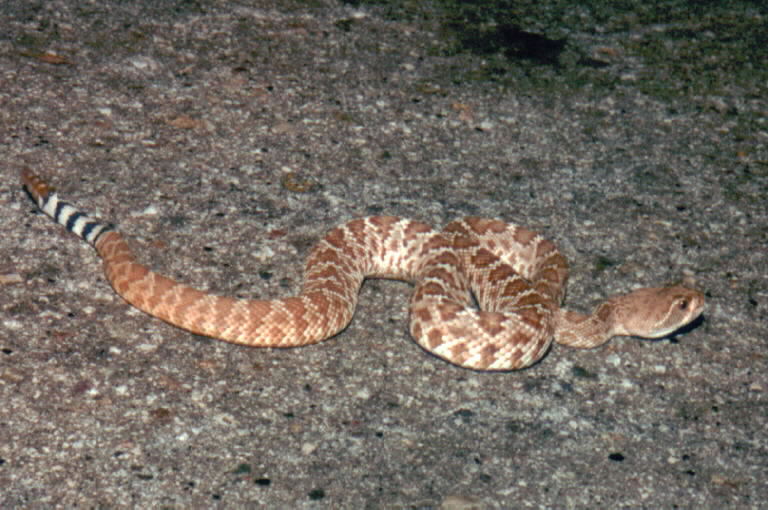 Red Diamond Rattlesnake