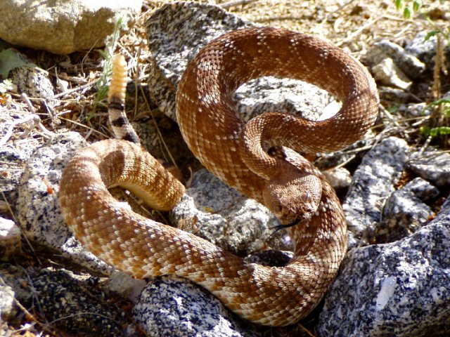 Red Diamond Rattlesnake