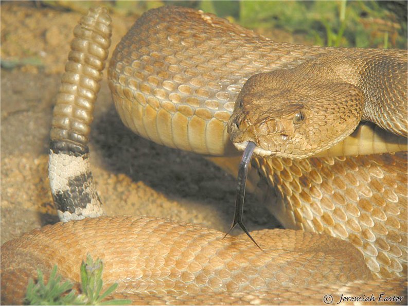 Red Diamond Rattlesnake