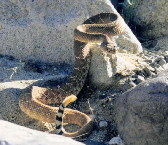 Red Diamond Rattlesnake