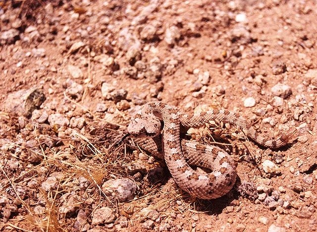 Sonoran Desert Sidewinder