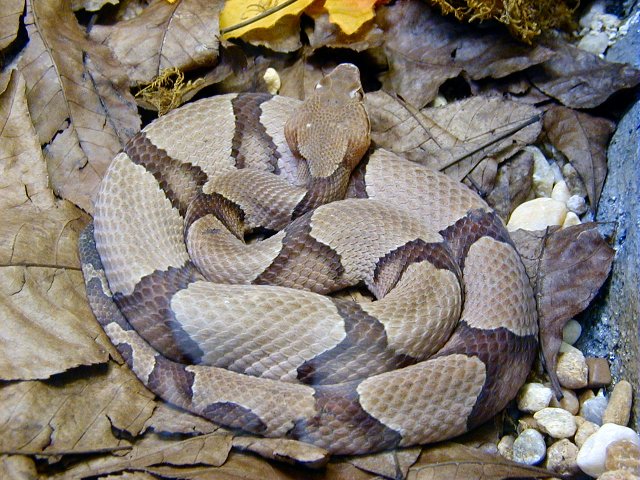 Southern Copperhead