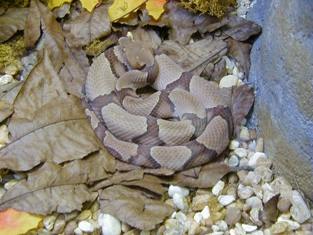 Southern Copperhead