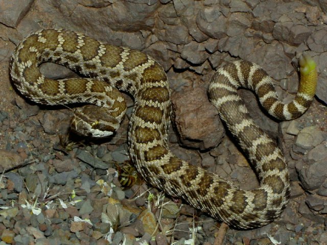 Southern Pacific Rattlesnake