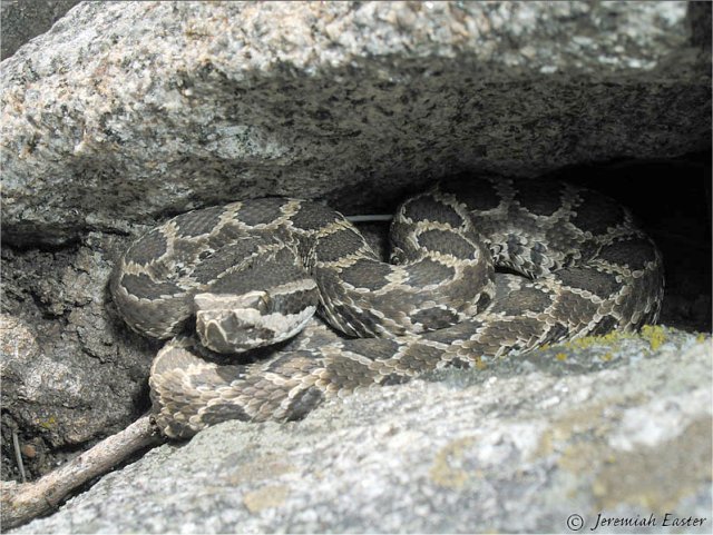 Southern Pacific Rattlesnake