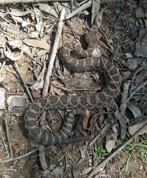 Southern Pacific Rattlesnake