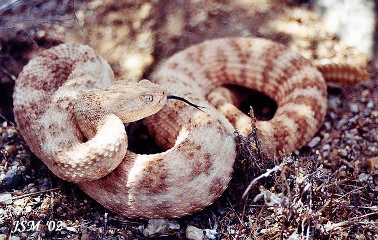 Southwestern Speckled Rattlesnake