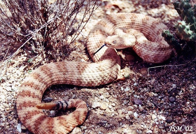 Southwestern Speckled Rattlesnake