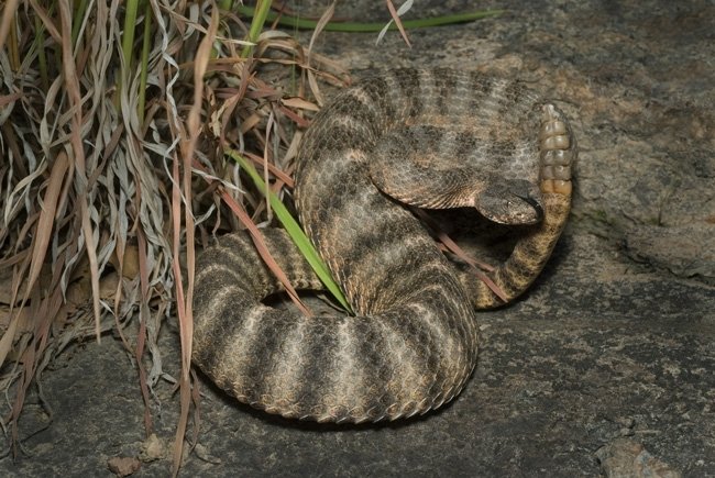 Tiger Rattlesnake