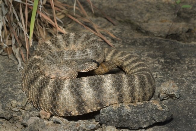 Tiger Rattlesnake