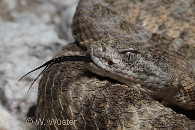 Tiger Rattlesnake Head