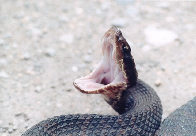 Western Cottonmouth