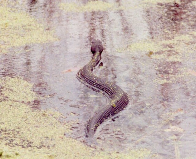 Western Cottonmouth