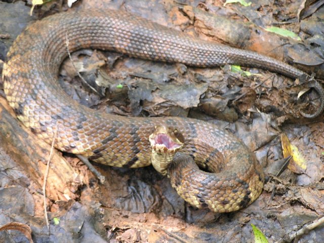 Western Cottonmouth