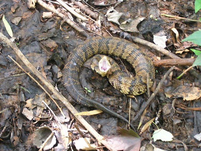 Western Cottonmouth