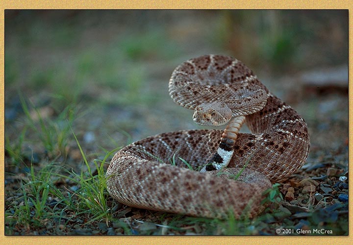 western diamondback rattlesnake venom