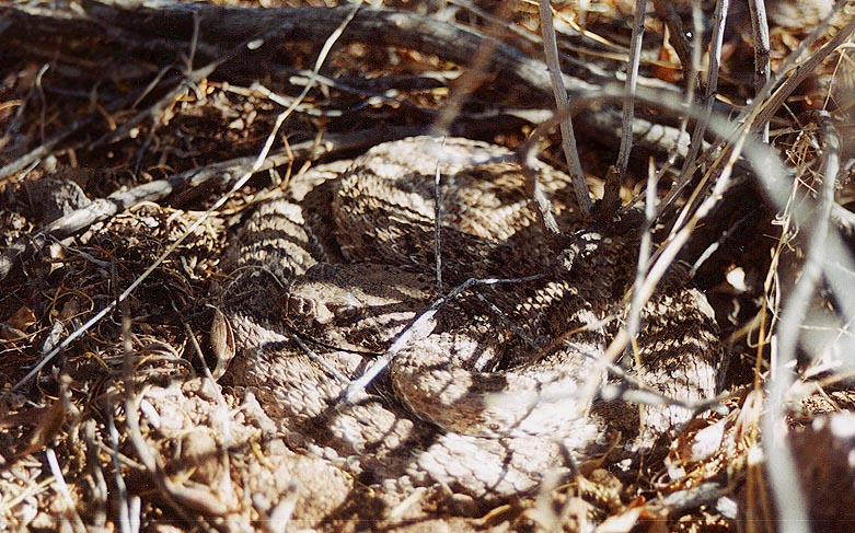 Diamondback Rattlesnake Arizona