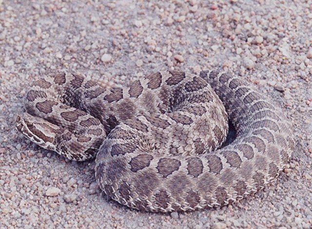 Western Massasauga