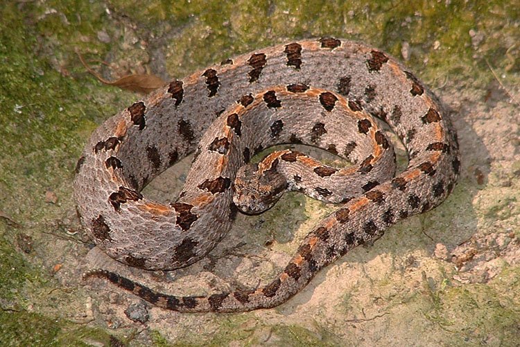 Western Pygmy Rattlesnake