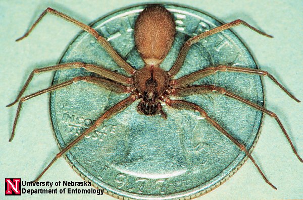 Brown Recluse