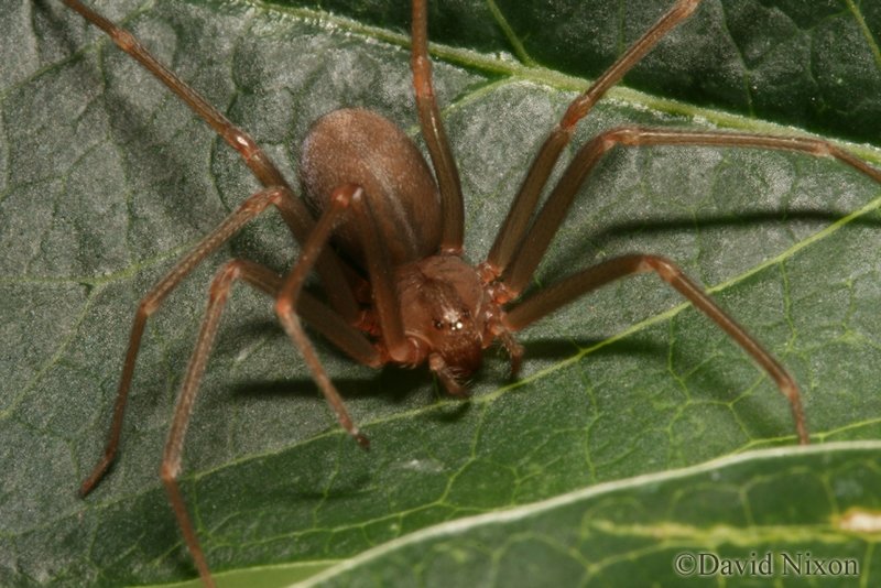 Brown Recluse Spider