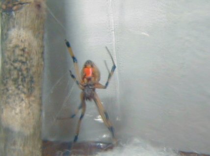 brown widow spider bites pictures. Brown Widow Underneath