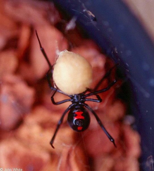 Southern Black Widow