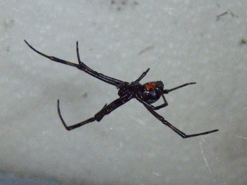 Southern Black Widow