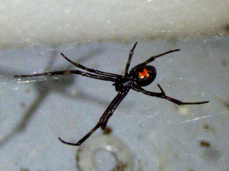 Southern Black Widow