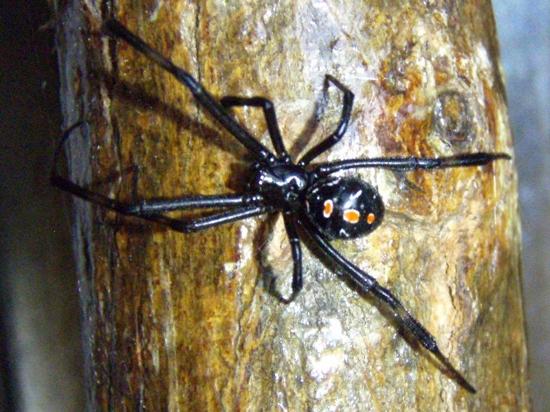 Southern Black Widow